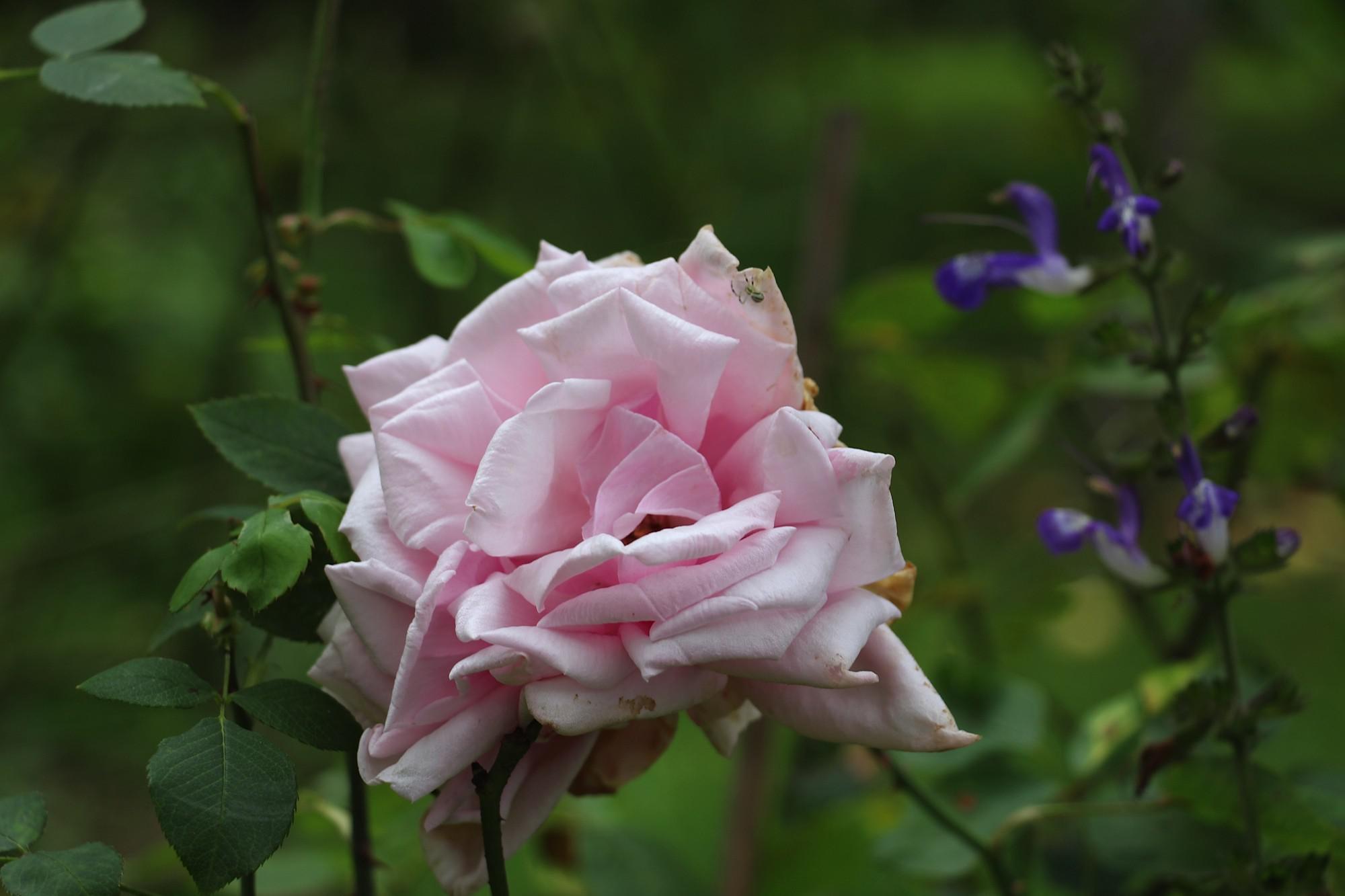 Photo Roseraie Jardins Chasse-Spleen