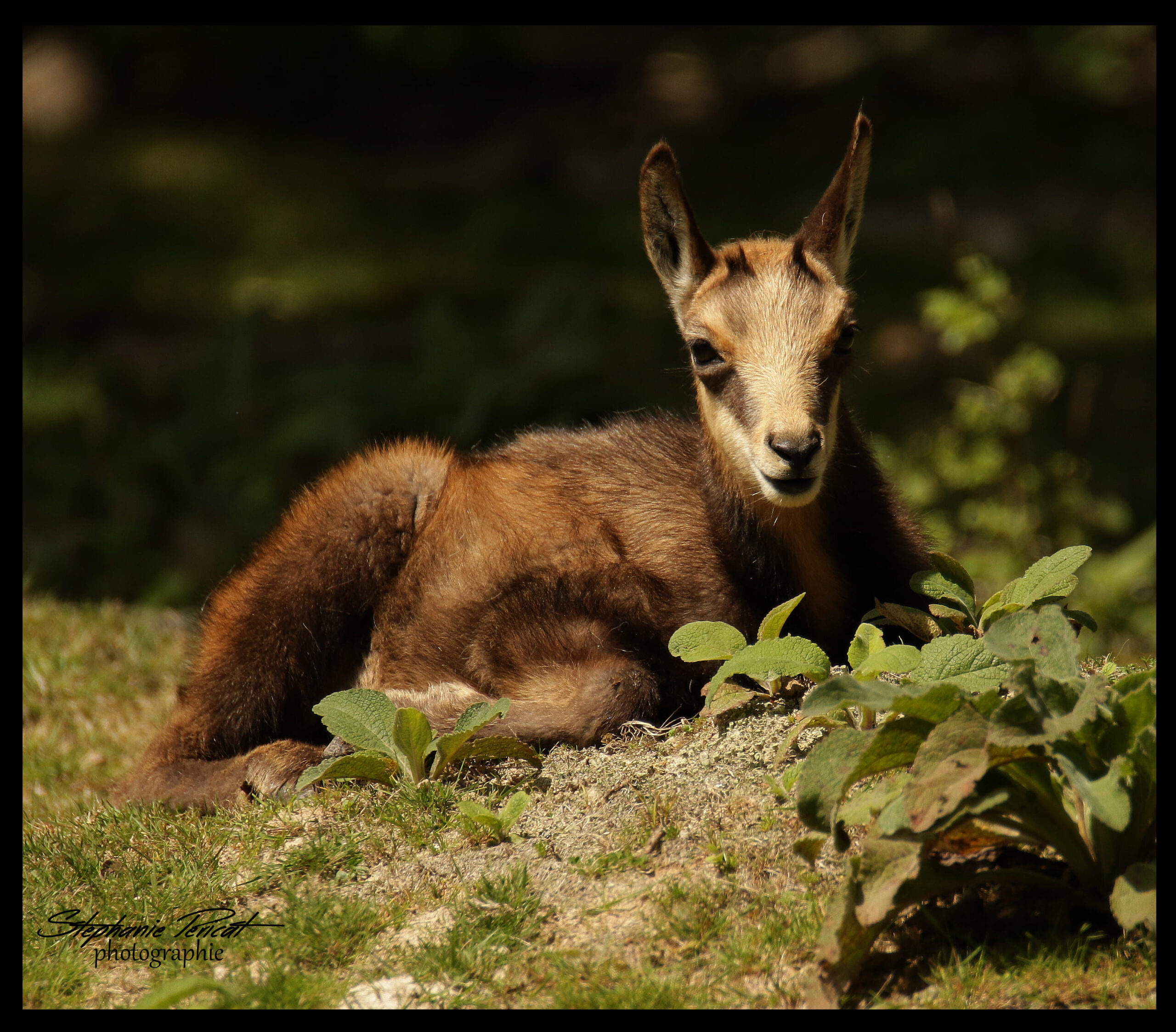 Photo Parc Animalier Ecouves