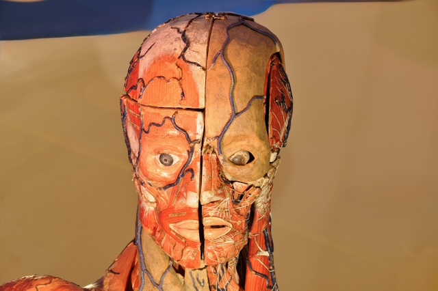 Photo Musée de l'Écorché d'Anatomie du Neubourg